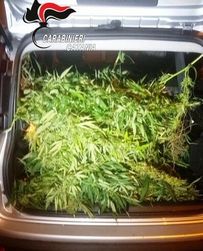 Misterbianco, rubano canapa light da un vivaio per venderla a clienti sprovveduti: 2 persone arrestate in flagranza