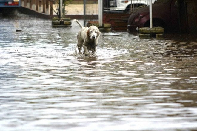 Bronte, ordinanza del sindaco per mettere in sicurezza gli animali dal maltempo. La LAV: “Decisione di buon senso”