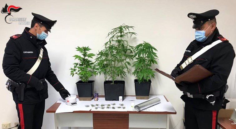 Vizzini, coltivazione casalinga di skunk: 51enne finisce ai domiciliari