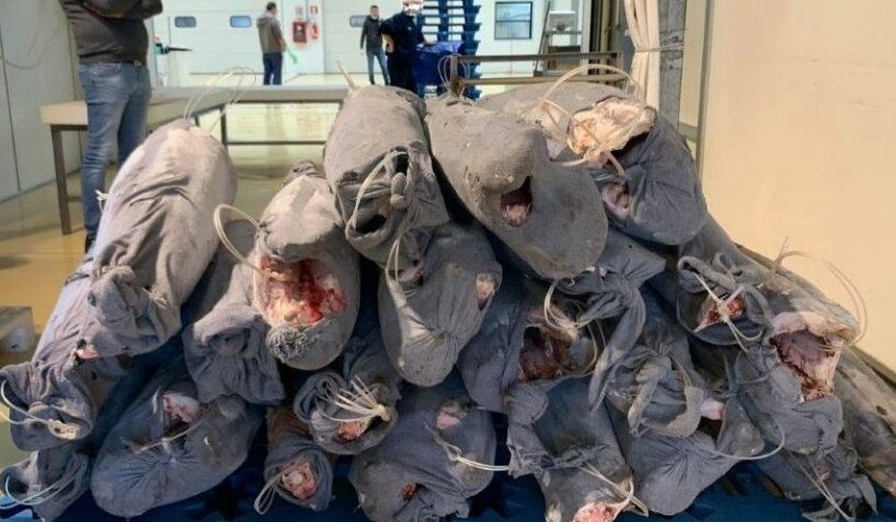 Catania, Guardia Costiera sequestra 1000 kg di pesce spada di provenienza sconosciuta: donato al Banco Alimentare