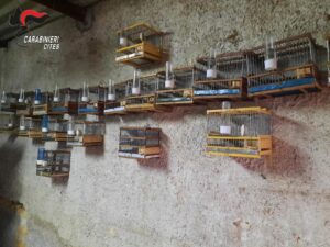 Animali, 260 esemplari di specie protette sequestrati dai Carabinieri Forestali: in 4 mesi di attività