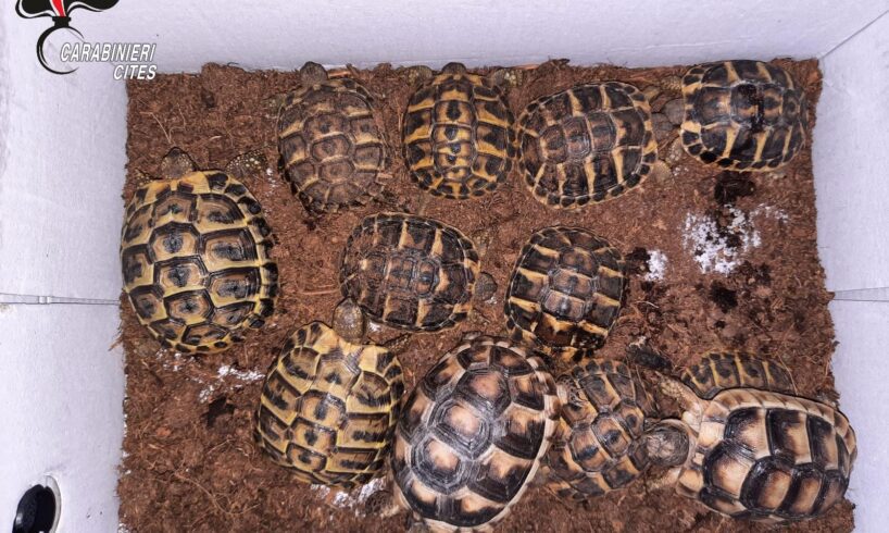 Animali, 260 esemplari di specie protette sequestrati dai Carabinieri Forestali: in 4 mesi di attività