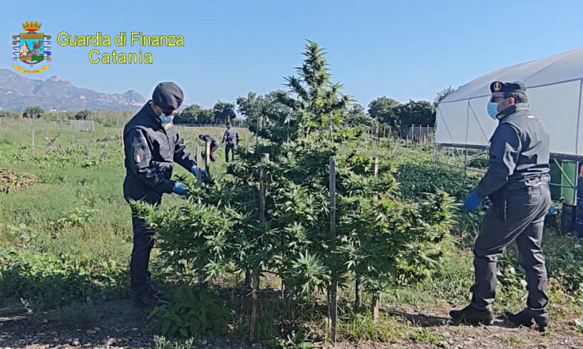A Calatabiano sequestrati oltre 260 kg di canapa light: la coltivazione in un terreno di 7 mila mq