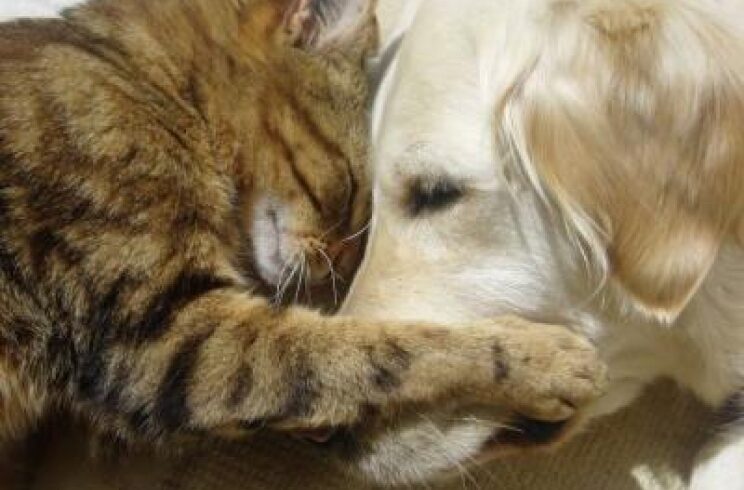Capodanno, in Sicilia e Calabria record di cani e gatti morti per i ‘botti’: sono almeno 400