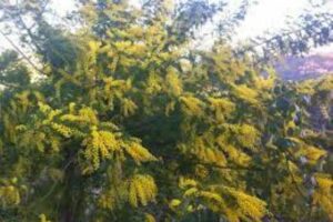 Ambiente, mimose fiorite in anticipo di due mesi e mandorli sbocciati. Coldiretti: “È la tendenza alla tropicalizzazione”