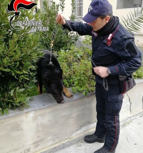 Catania, consegna droga ai militari ma il cane Zero ne trova di più: 22enne arrestato in flagranza