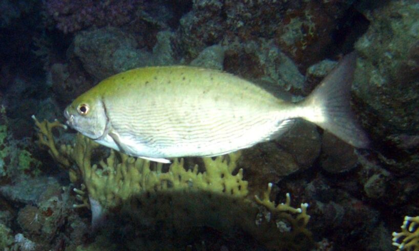 Nelle acque di Milazzo catturato esemplare di ‘Siganus rivulatus’: è un pesce del Mar Rosso con aculei velenosi