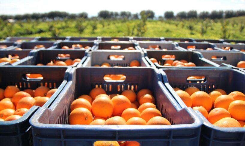 Catania, le arance confiscate alla mafia saranno donate alla collettività: iniziativa del Comune