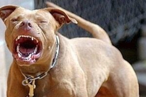 Melilli, giovane donna azzannata da un pitbull: ha la gola perforata. Il proprietario denunciato per lesioni gravi