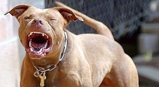 Melilli, giovane donna azzannata da un pitbull: ha la gola perforata. Il proprietario denunciato per lesioni gravi