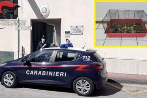 S. Pietro Clarenza, custodiva in casa 10 tartarughe rare: denunciato 29enne