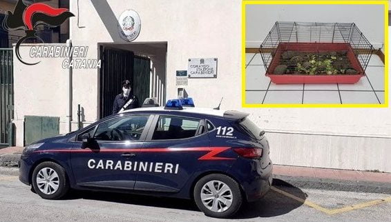 S. Pietro Clarenza, custodiva in casa 10 tartarughe rare: denunciato 29enne