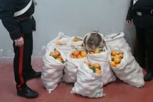 Mineo, due uomini e una donna rubano 400 kg di arance in c.da Giampaolo: arrestati