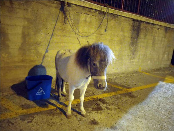 Acate, pony trascinato da un’auto per 3 km e poi abbandonato morente