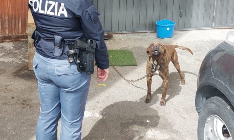Catania, cane legato al muro e senza cibo: denunciata la proprietaria 30enne