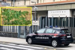 Mascalucia, nell’orto di casa coltivava 75 piantine di marijuana: 47enne arrestato in flagranza