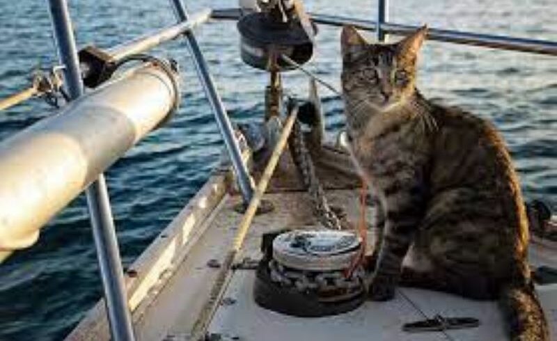 Lampedusa, 8 migranti e un gatto sbarcano nei pressi dell’Isola dei Conigli: a bordo di una carretta del mare