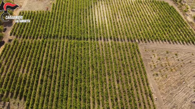 Riesi, sequestrata piantagione con 20 mila piante di marijuana ‘skunk’: avrebbe fruttato 16 mln