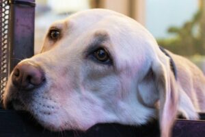 Catania, lascia i suoi due cani a “cuocere” sotto il sole: 47enne denunciata per maltrattamenti