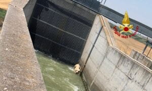 Paternò, Vigili del Fuoco salvano un cane all'interno di un canale