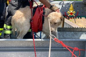 Paternò, Vigili del Fuoco salvano un cane all'interno di un canale