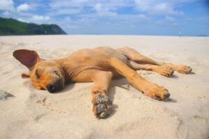 I consigli di Enpa per difendere dal caldo gli animali: l’ambiente non idoneo configura il reato di maltrattamento