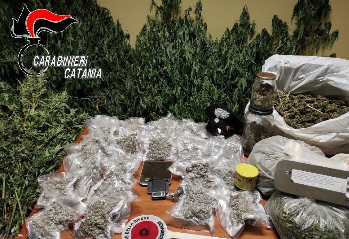 Caltagirone, 42enne libero professionista e ‘coltivatore’ di canapa indiana: quasi 6 kg di droga nella casa di c.da Piano Lupo