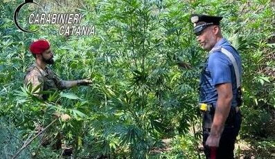 Maletto, 64enne di Bronte ‘coltivatore’ di una piantagione di cannabis: arrestato in flagranza