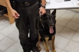 Mascali, nasconde la cocaina nel muro ma ‘Riley’ la fiuta: 26enne arrestato in flagranza