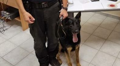 Mascali, nasconde la cocaina nel muro ma ‘Riley’ la fiuta: 26enne arrestato in flagranza