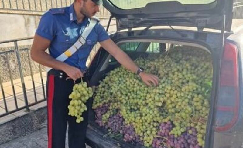Licodia Eubea, 794 kg di uva da tavola nascosti dentro il cofano dell’auto: 31enne arrestato in flagranza