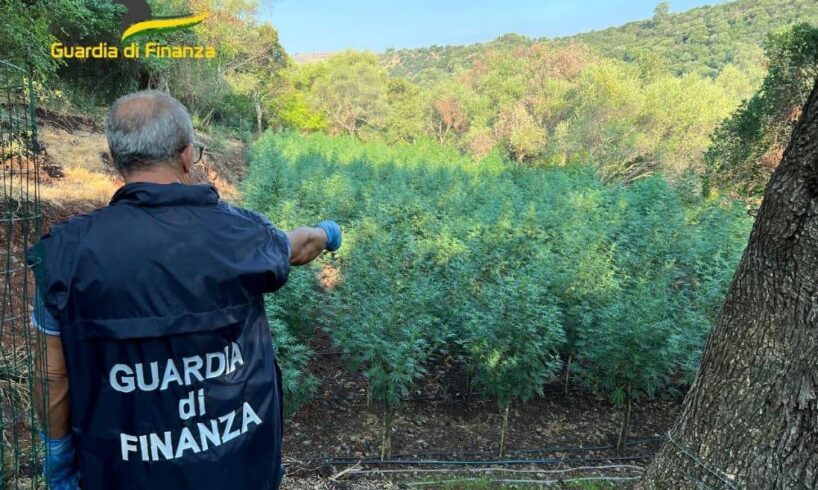Vizzini, scoperte tre piantagioni di marijuana: 1500 piante con sistema di irrigazione a distanza