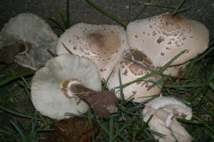 Catania, primo caso stagionale di intossicazione da funghi: la falsa 'mazza di tamburo' manda in ospedale due persone