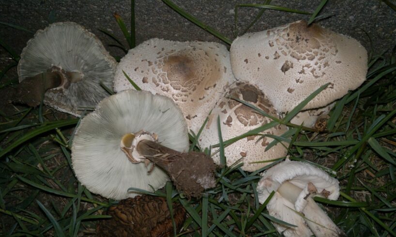 Catania, primo caso stagionale di intossicazione da funghi: la falsa 'mazza di tamburo' manda in ospedale due persone