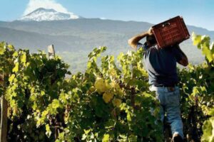 Si presenta il “Biancavilla Etna Wine Forum”: storia ed eccellenze enologiche del territorio