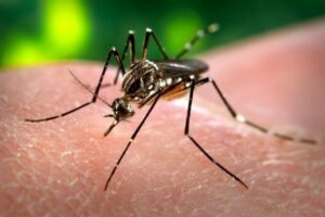Marsala, muore 73enne contagiato dal virus delle zanzare: era ricoverato da due mesi