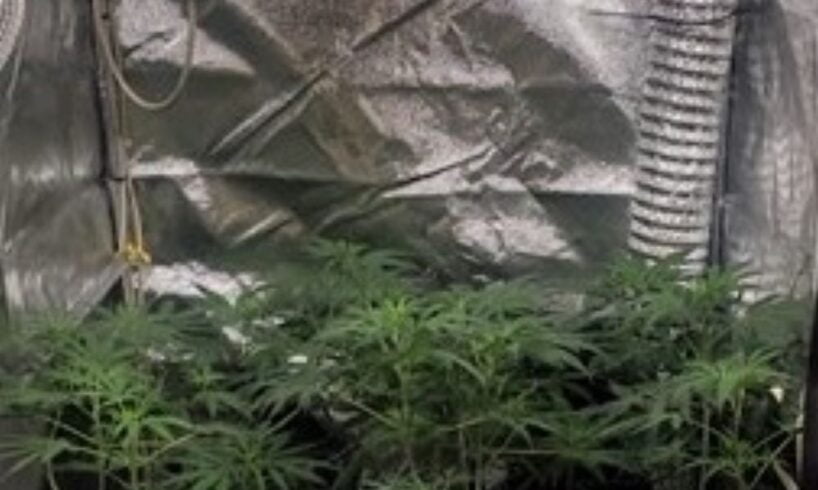 Acireale, serra artigianale in casa per coltivare la marijuana: arrestato pregiudicato 39enne