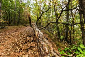 Geraci Siculo, turista australiana morì per un albero caduto: due persone rinviate a giudizio