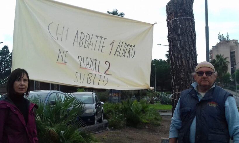 Paternò, Vivi Simeto a difesa degli alberi di Corso del Popolo: “Spostarli e non abbatterli”