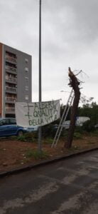 Paternò, Vivi Simeto a difesa degli alberi di Corso del Popolo: “Spostarli e non abbatterli”