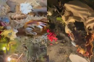 Adrano, vandalizzato il presepe dei volontari della Protezione Civile: “E’ un‘offesa alla collettività”