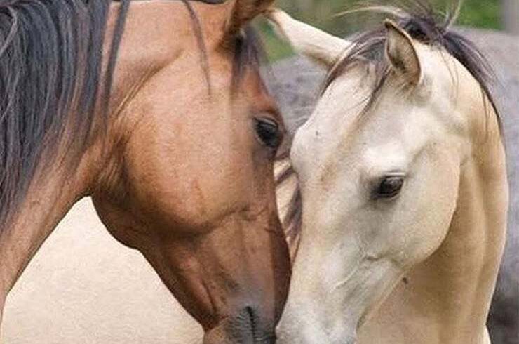Licodia Eubea, cavalla e puledra ‘scappano’ dal presepe vivente e cadono in un cunicolo: messe in salvo