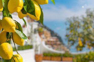 Italia, produzione di limoni diminuita del 40%: Governo destina dotazione economica di 9 mln