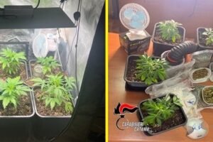Catania, una mini serra in casa per coltivare la cannabis: 48enne incensurata arrestata in flagranza