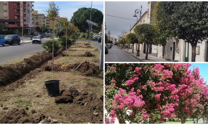 Paternò, il circolo Pd attacca Naso e lo ‘sterminio’ di alberi lungo Corso del Popolo: “Pubblica foto di altre città”