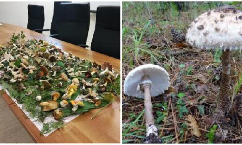 Catania, riapre l’ispettorato micologico dell’Asp: “In primavera attenzione al fungo velenoso Amanita verna”