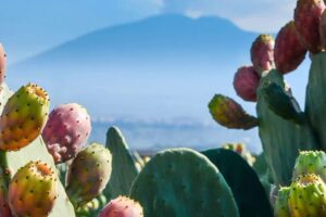 A Roma si presenta ‘EBioScart’ progetto tutto siciliano per la valorizzazione del ficodindia: mercoledì 31