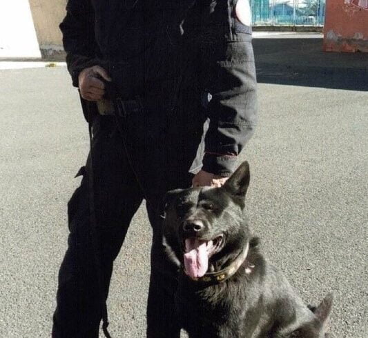 Nicolosi, addio al cane Don ‘esperto’ antidroga: il Servizio Cinofili dell’Arma nato quasi 70 anni fa