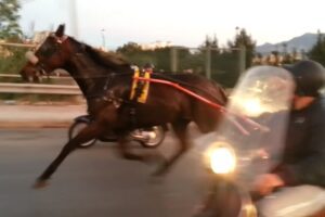 Catania, corse clandestine: sotto sequestro i cavalli utilizzati dai clan. Denunciate 26 persone