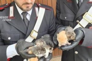 Trecastagni, teneva cani e gatti in casa in precarie condizioni igieniche: 62enne denunciata per maltrattamento di animali